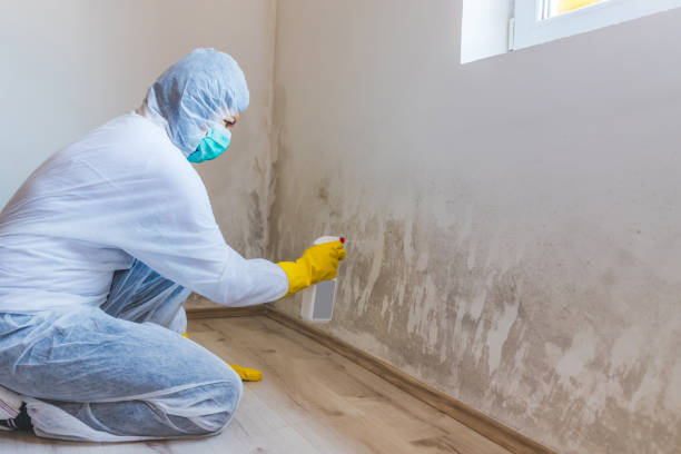 Licensed Mold Remediation service in Linden, TN - WQB Mold Removal